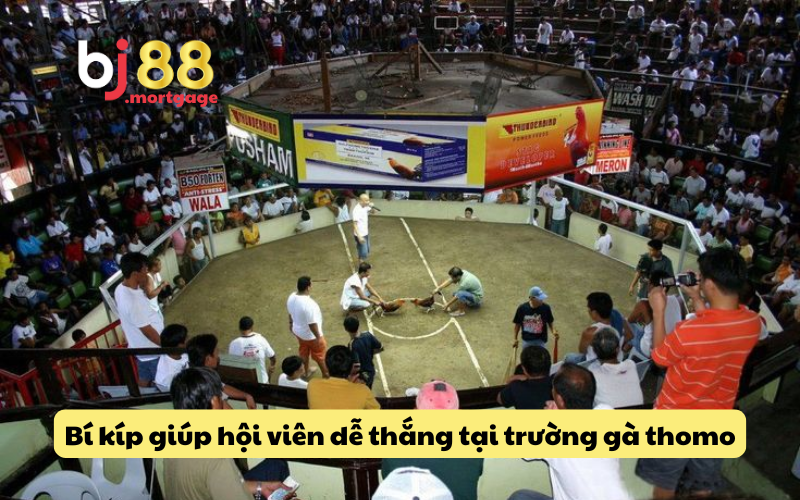 Chiến thuật để thắng lớn khi cá cược đá gà