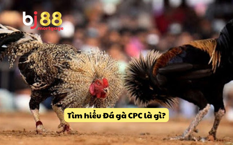 Tìm hiểu về đá gà CPC  