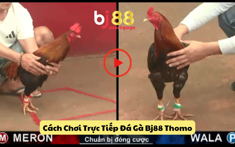 Hướng dẫn chi tiết cách tham gia Đá Gà BJ88
