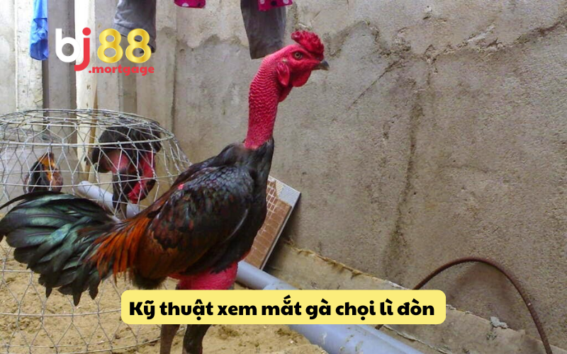 Cách soi kĩ mắt gà chọi siêu lì lợm