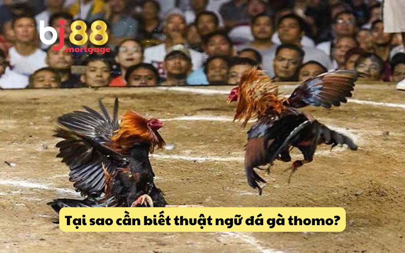 Lý do cần tìm hiểu thuật ngữ trong đá gà thomo