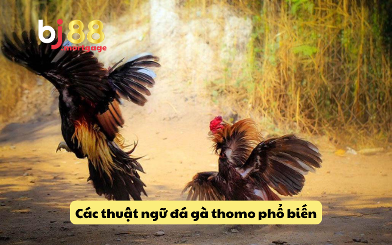 Giải thích thuật ngữ trong việc chăm sóc gà