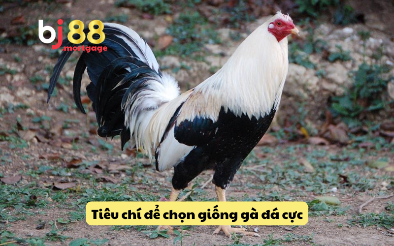Những tiêu chuẩn để chọn ra giống gà đá cực sắt mạnh